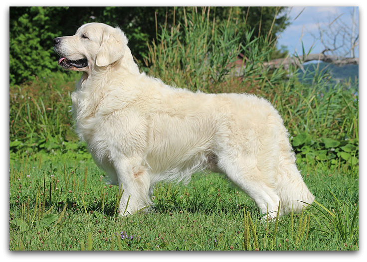 Champion golden sales retriever