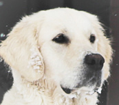 Gallery Lucy